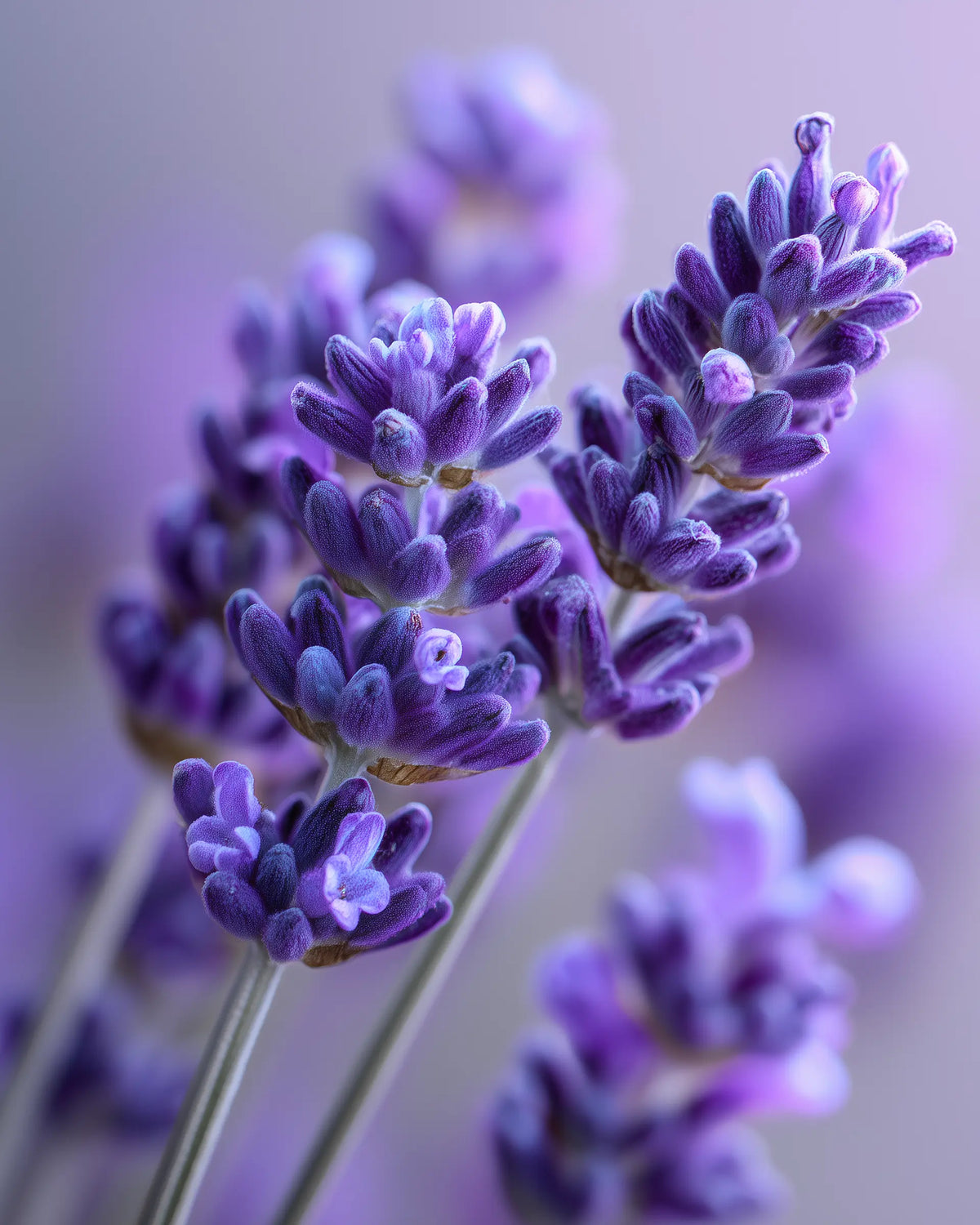 LAVENDER